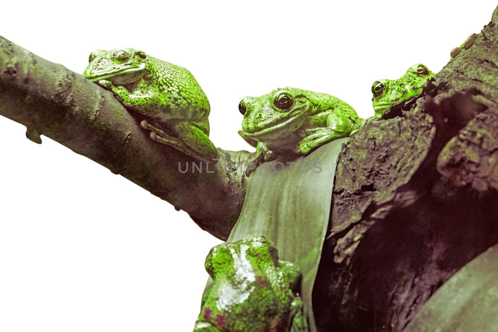 Three green frogs resting and relaxing on a tree branch isolated on a white background