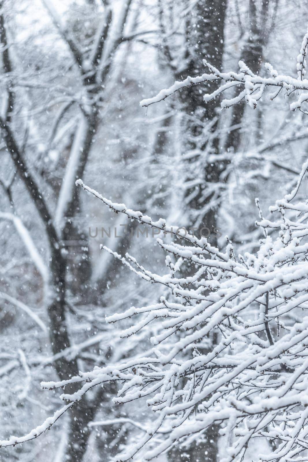 Tree branches covered with snow in springtime by clusterx