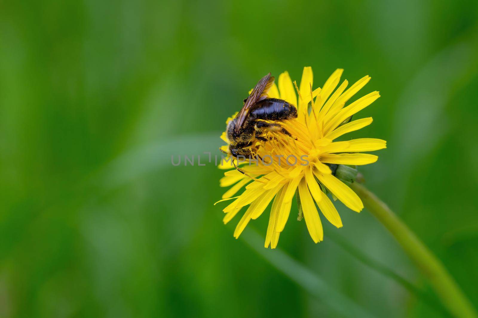 Bee on a yellow dandelion close-up view by clusterx