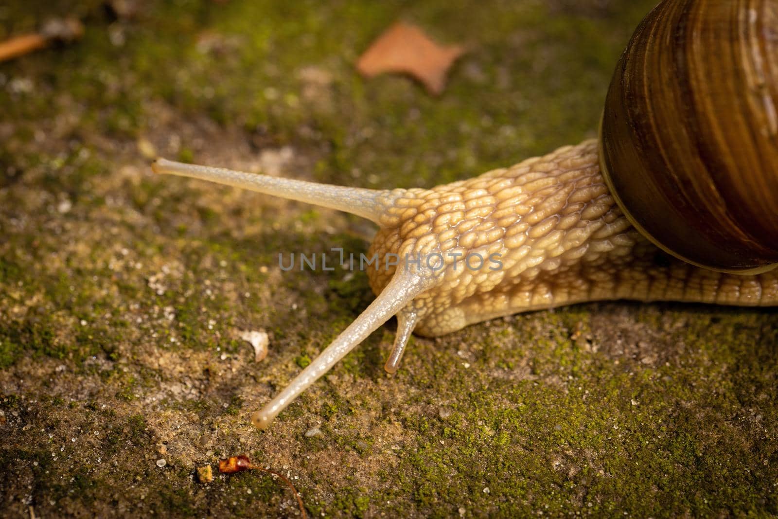 Garden snail crawling on the ground, close-up, macro