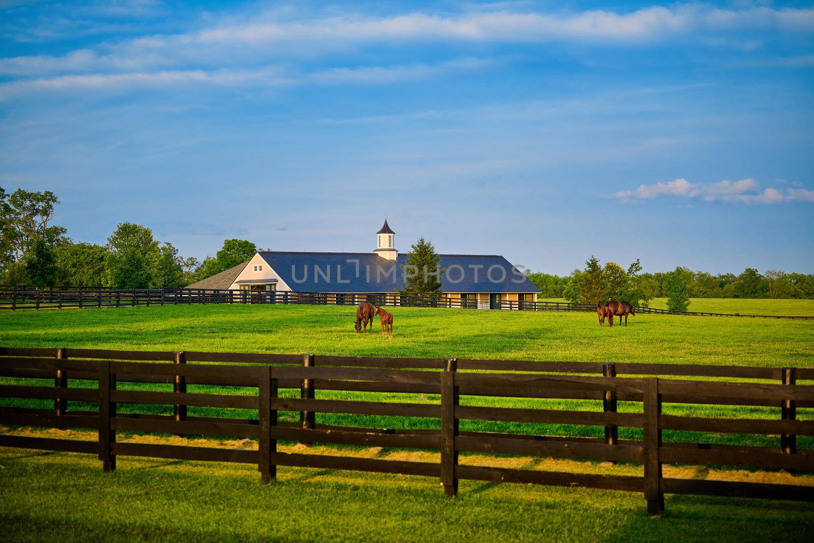 Thoroughbred horses grazing in a field with horse barn in the background. by patrickstock