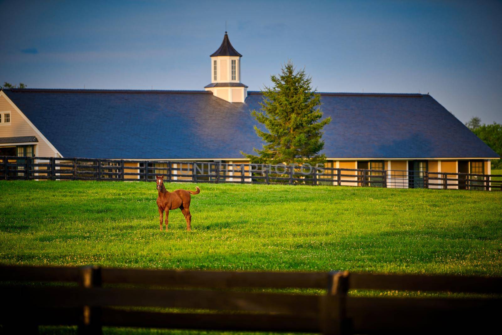 Young thoroughbred foal standing in a field with horse barn in the background.