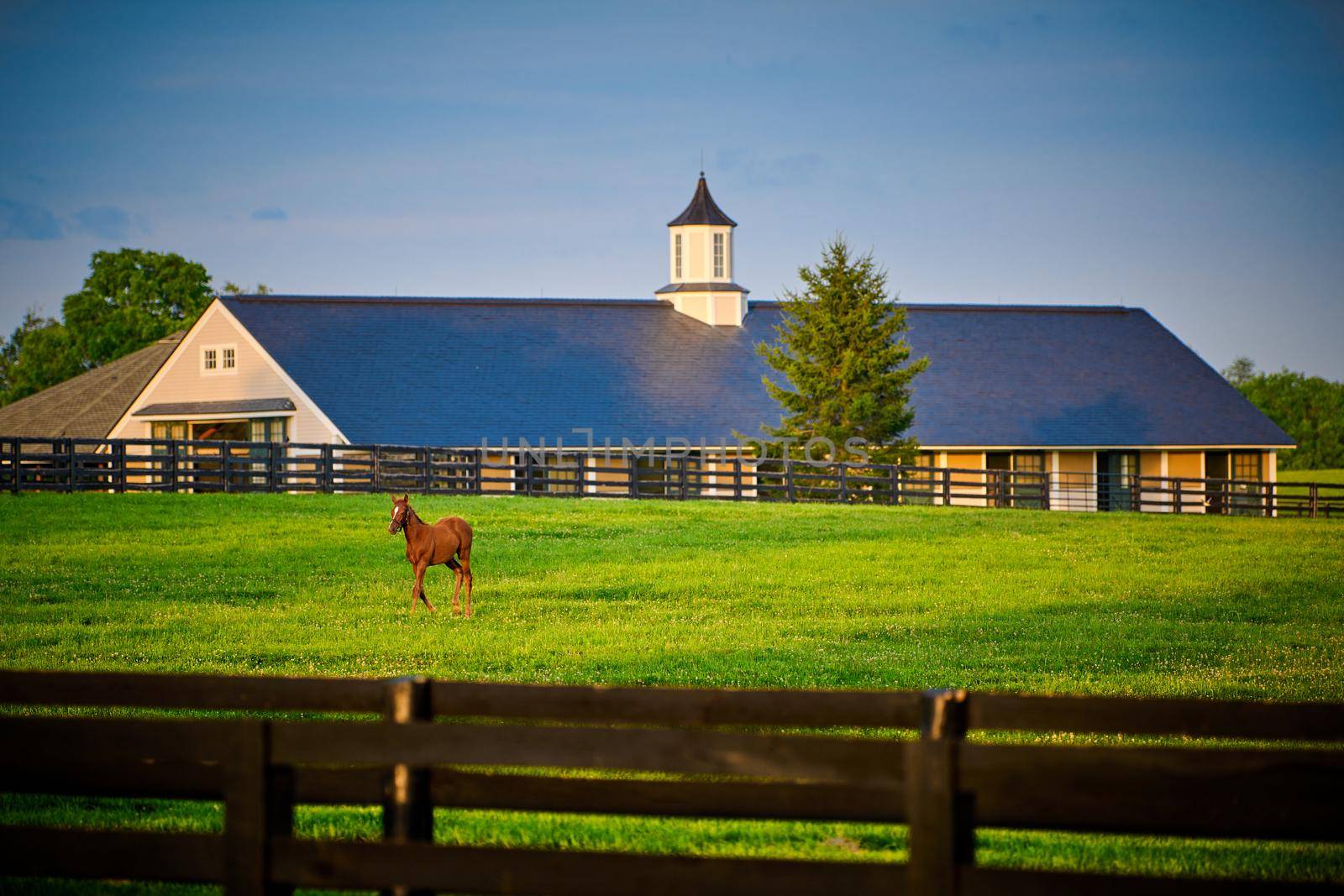 Young thoroughbred foal in a field with horse barn in the background.