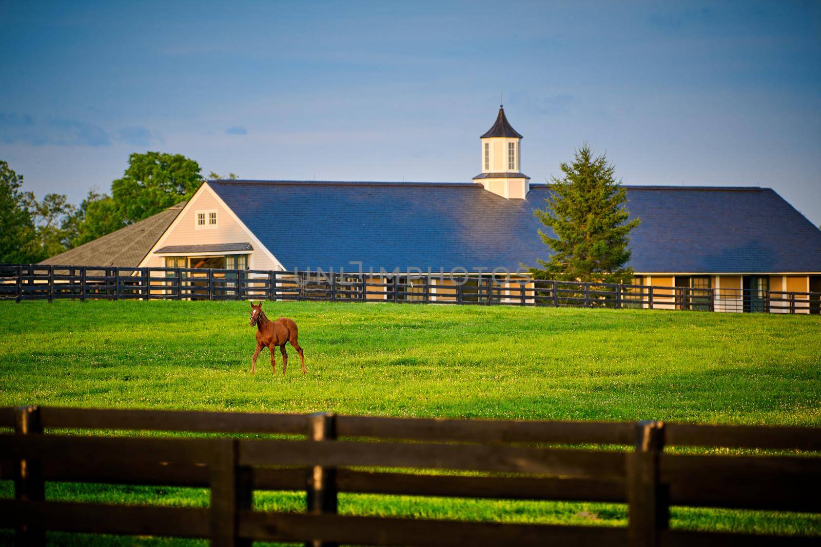 Young thoroughbred foal in a field with horse barn in the background.