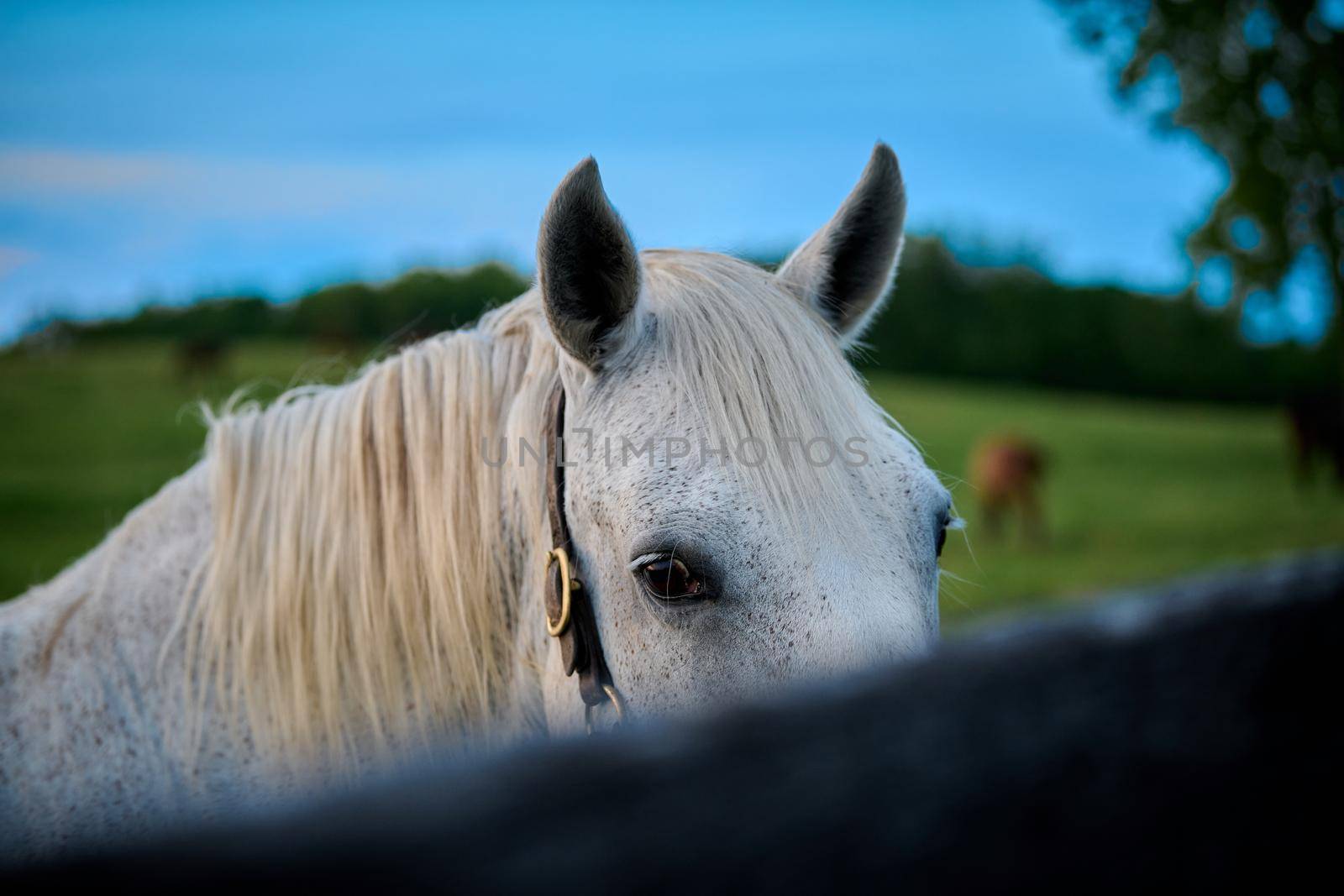 White horse staring over fence railing. by patrickstock