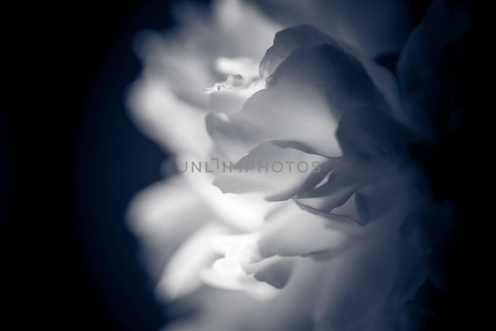 Petals of the opened flower of a peony, macro in cold color scale and soft light