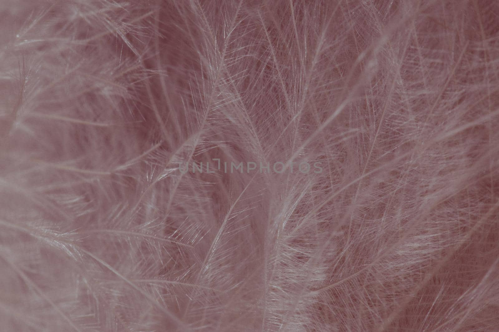 White feather texture background. Macro photography. Close-up view by clusterx