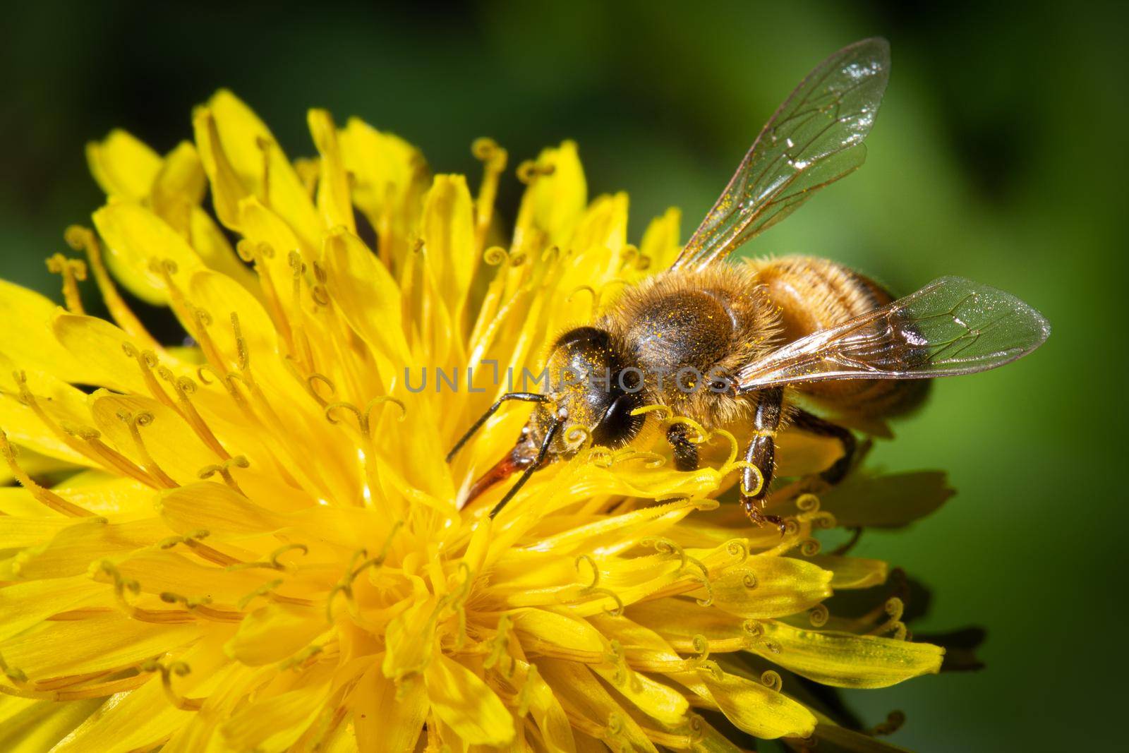 A bee collects nectar on a yellow dandelion flower by clusterx