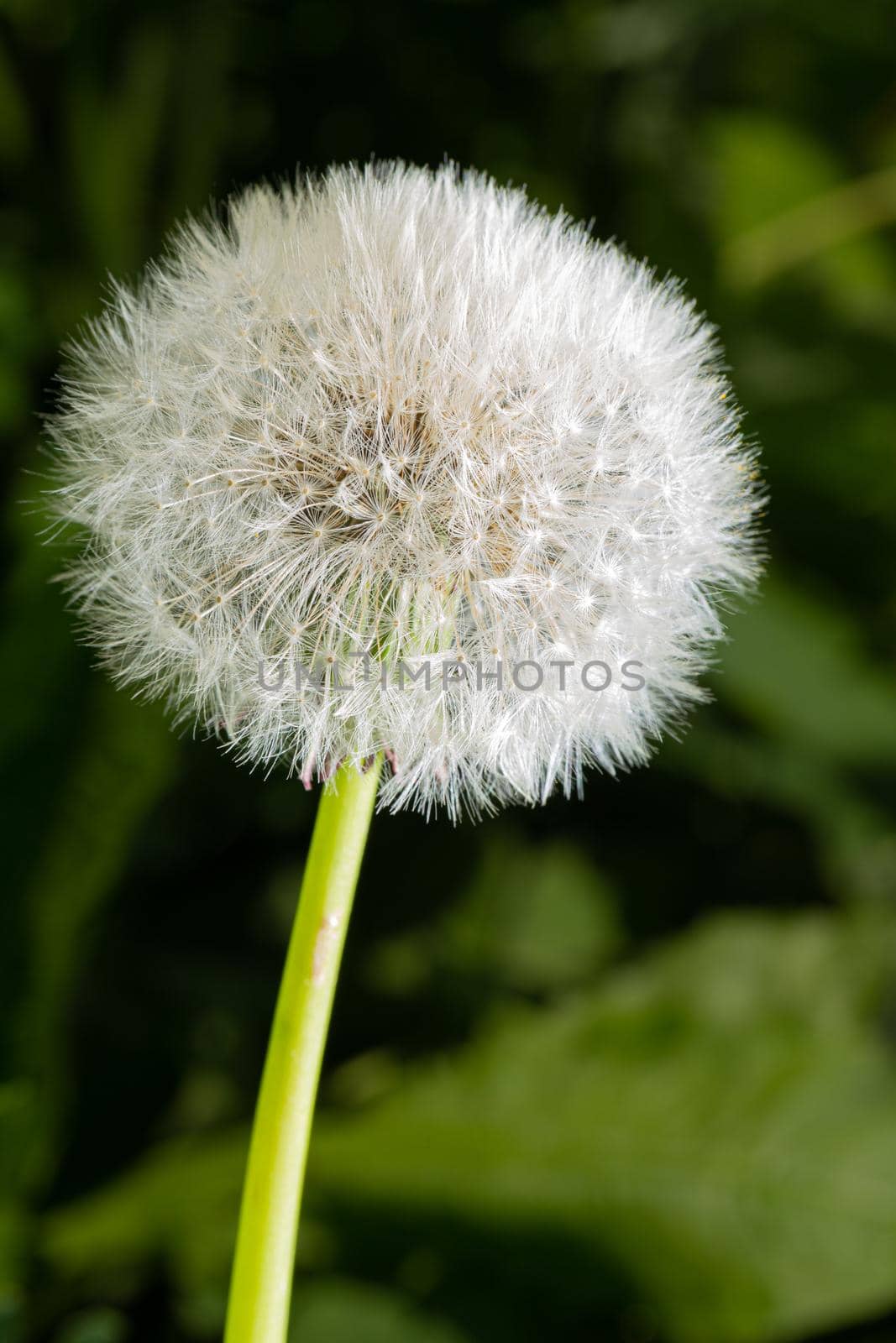 Fluffy flower head of dandelion on green background. Close-up view