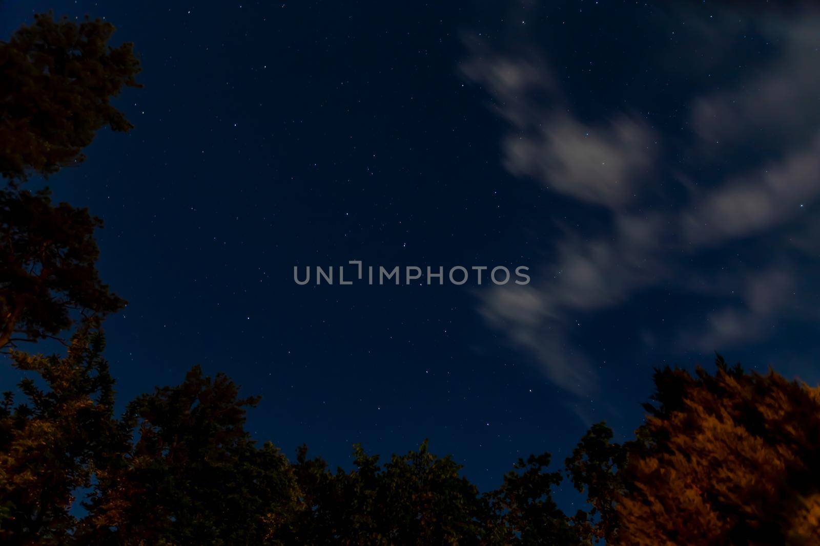 Blue night sky with stars, white moving clouds and trees. Look up, view from below