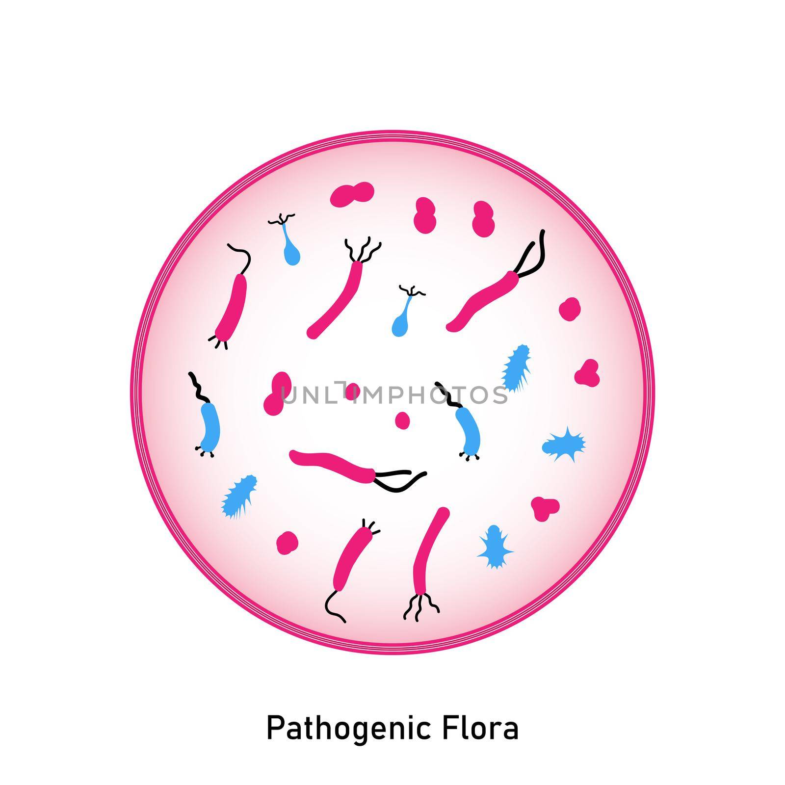 Pathogenic flora of the skin and mucous membranes by clusterx