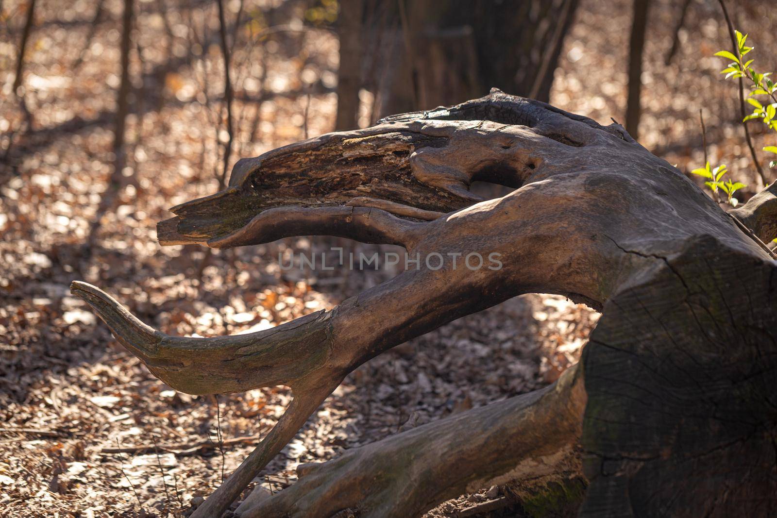 Old driftwood of unusual shape in the park on a spring sunny day, close-up view