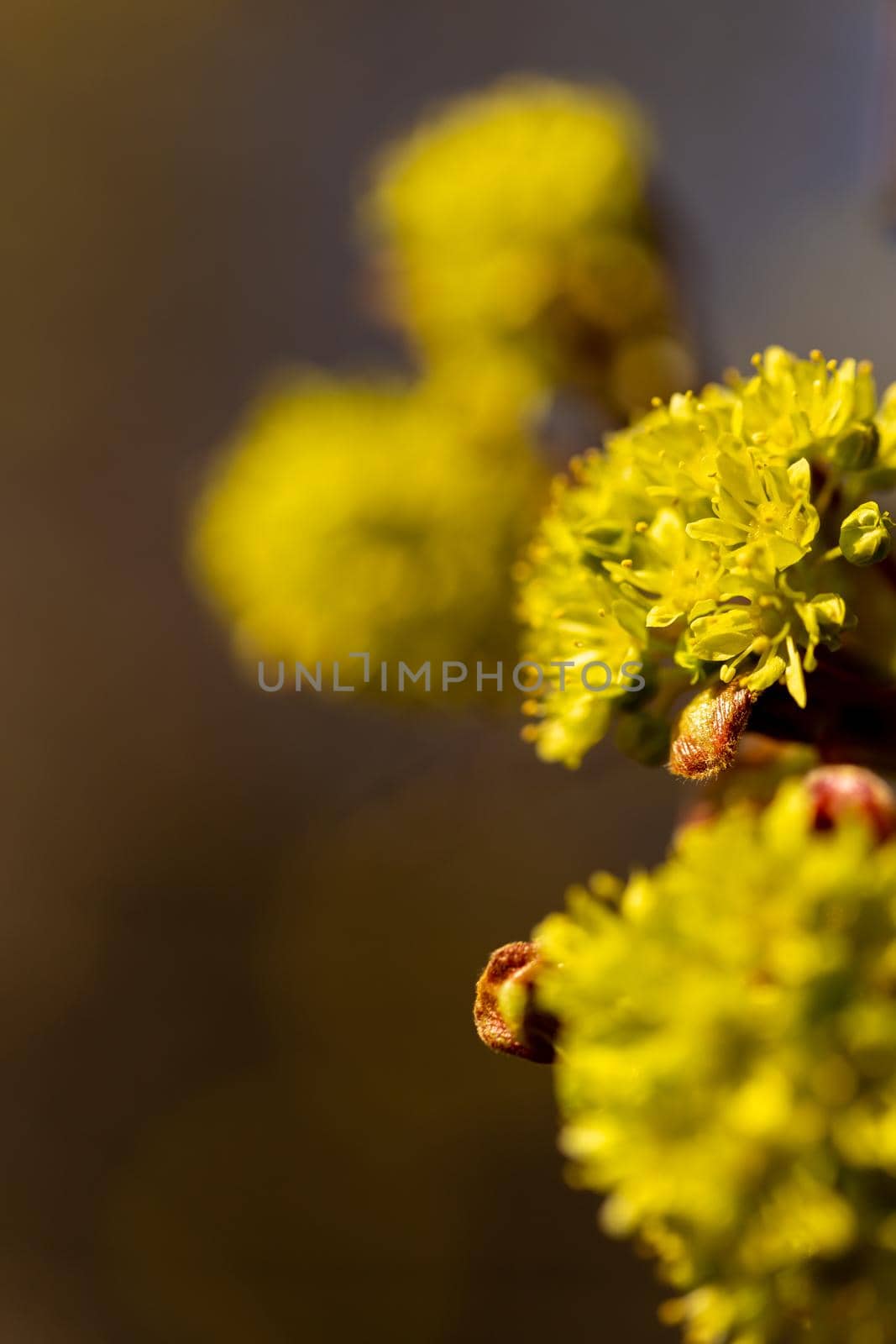 Blooming flowers of maple trees in the spring, close-up macro view