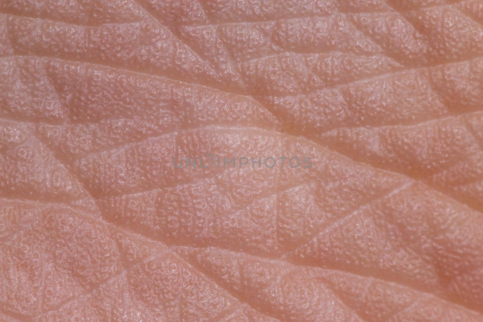 Texture of human foot skin. Dried skin spores. Extreme close up macro shot.