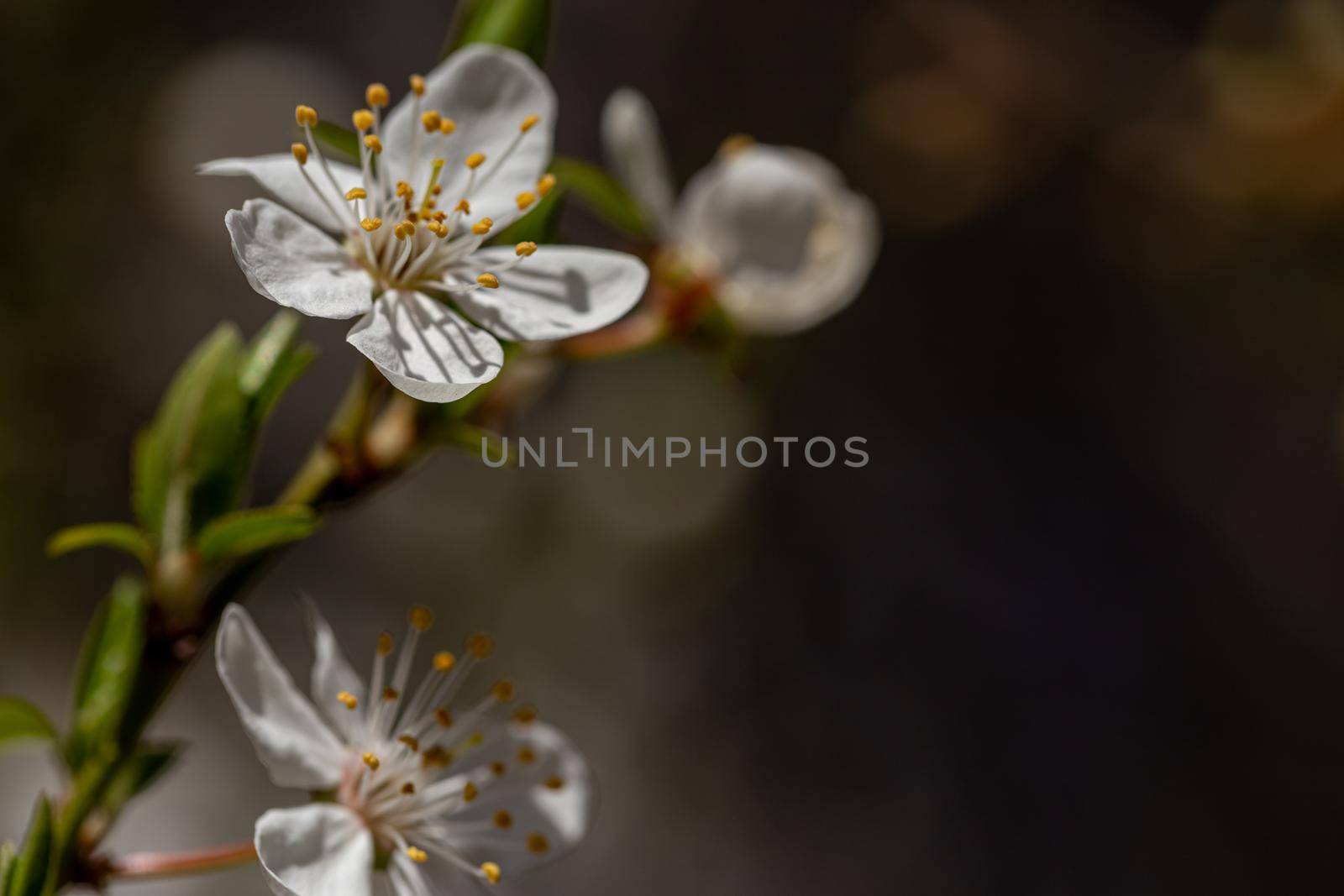 Blooming cherry plum on a spring sunny day, close-up view
