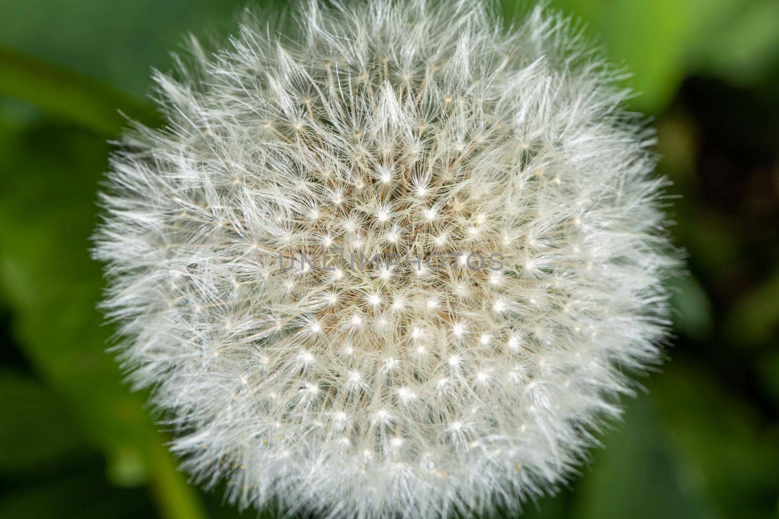 Fluffy flower head of dandelion on green background by clusterx