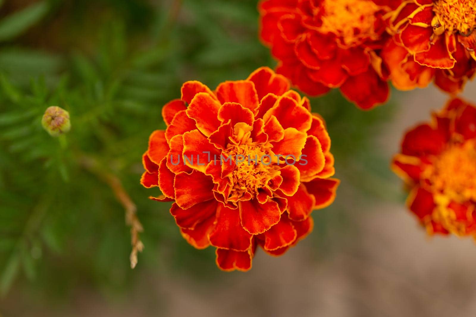 Orange marigold flowers in garden, green background, closeup macro view