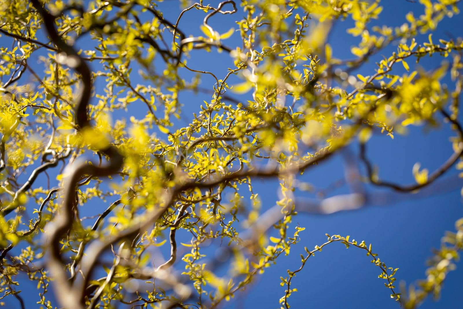 Young seedling of weeping willow agianst spring blue sky. Curly branches flowering with green and yellow foliage, close-up low angle bottom view