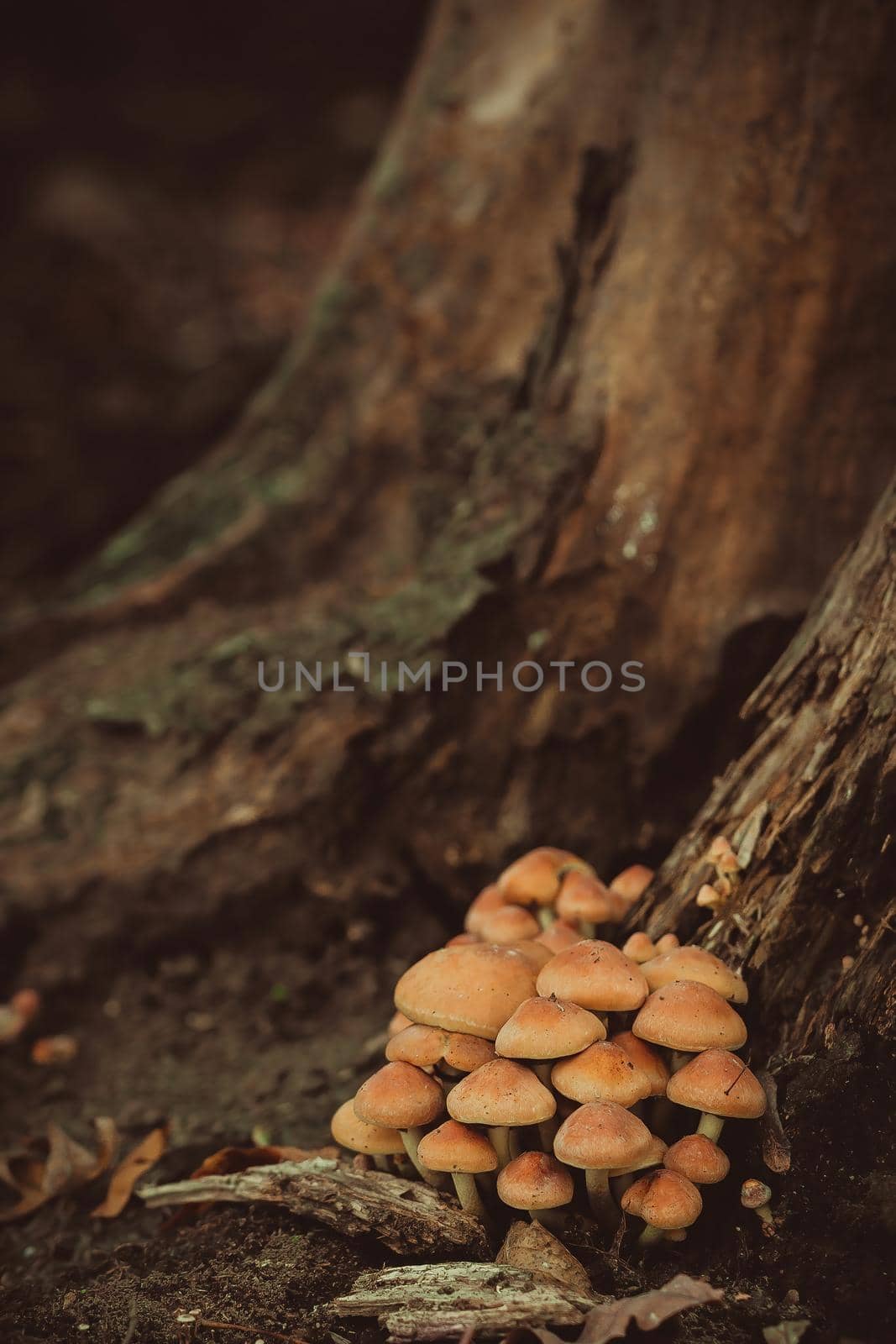 Inedible poisonous mushrooms in the forest near the trunk of an old dead tree. A picture in a mystical mood