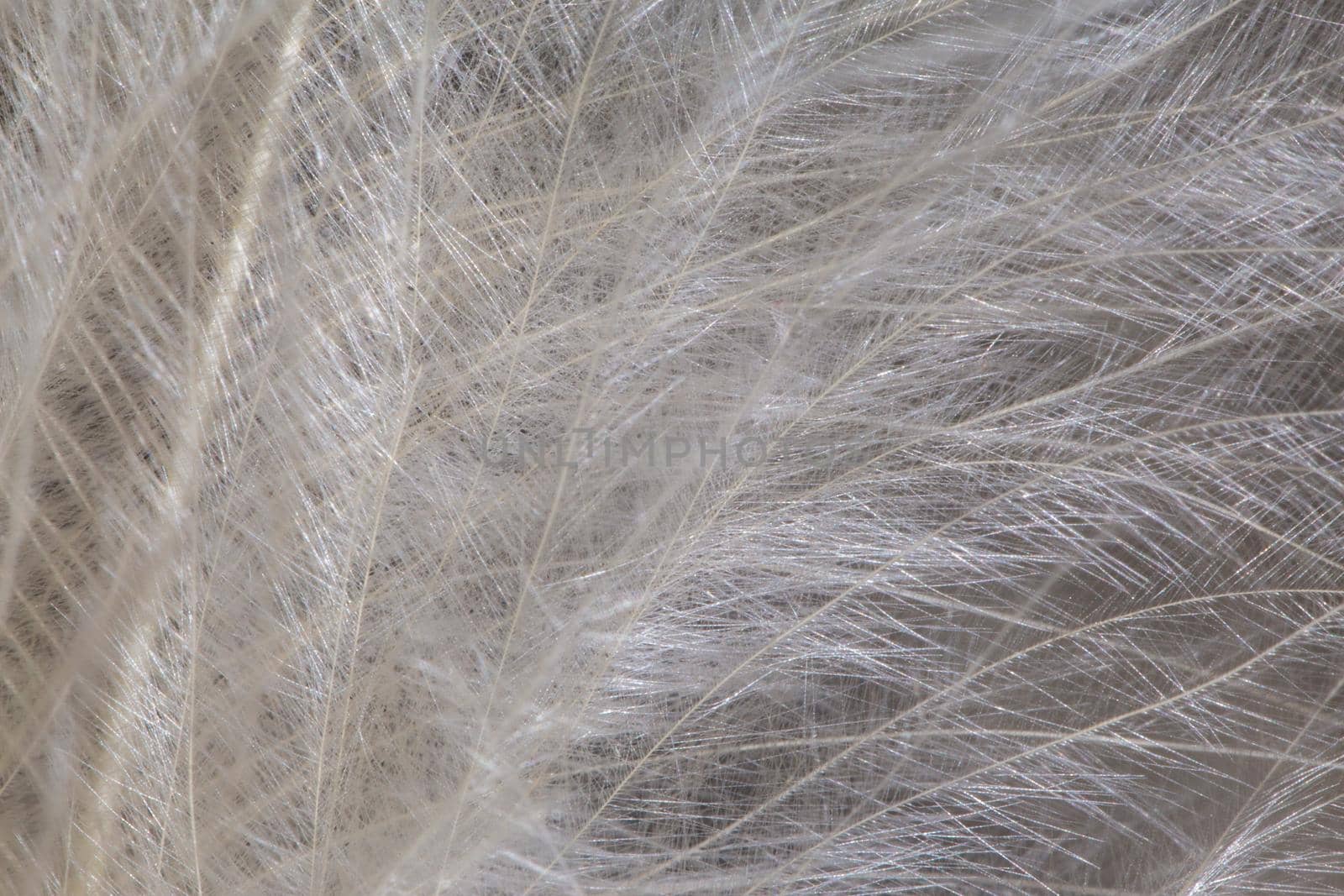 White feather texture background. Macro photography. Close-up view by clusterx