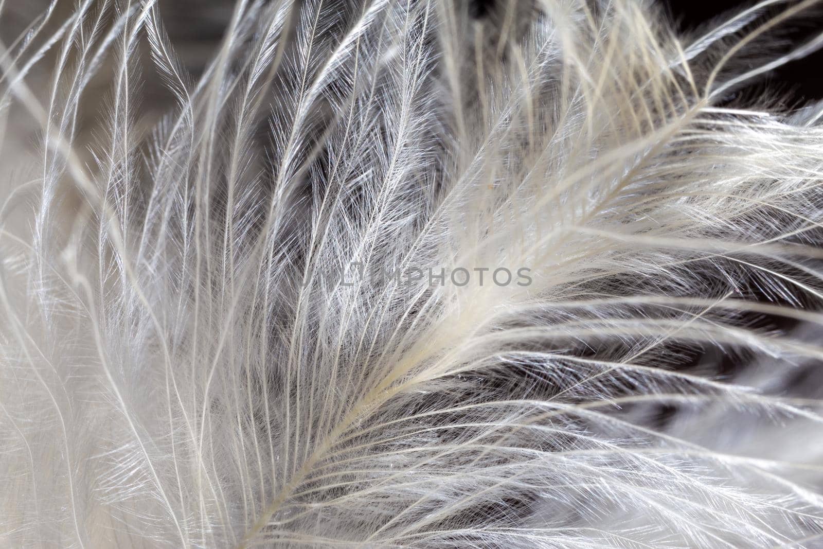 White feather texture background. Macro photography. Close-up view by clusterx