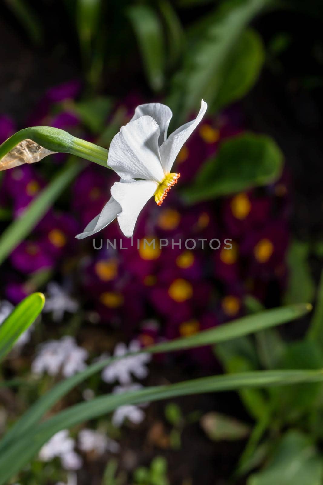 Celebration of life, white narcissus in spring over blurred nature background by clusterx