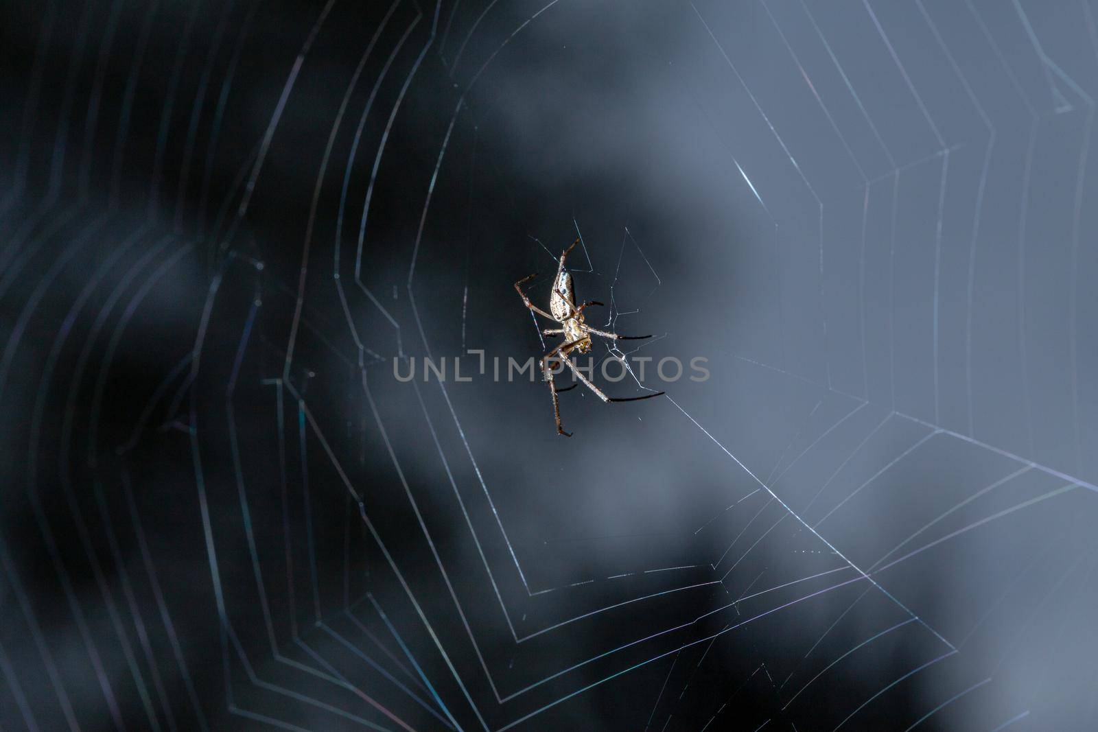 Garden spider weaves a web. Dark blue blurred background. Close-up macro shot