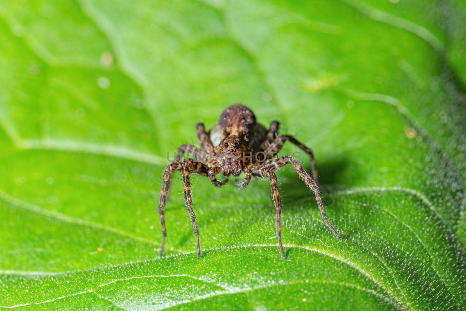 Small spider sitting on a green leaf by clusterx