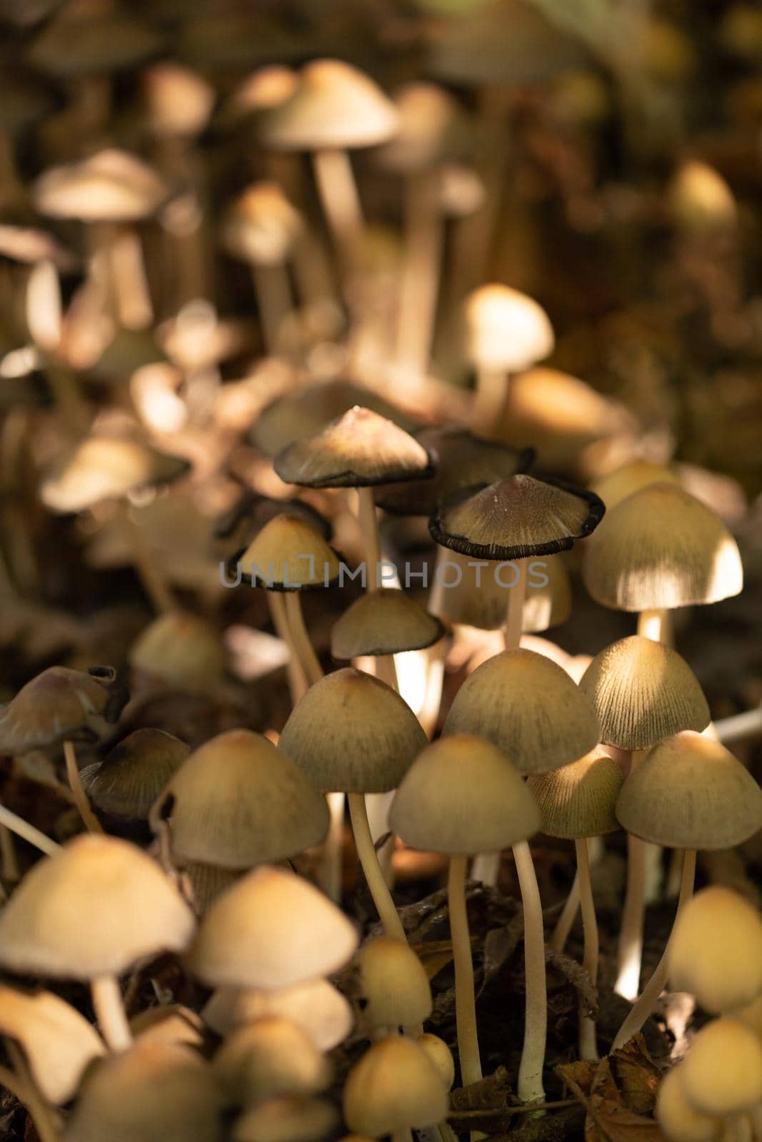 Inedible mushrooms in the forest near the trunk of an old dead tree by clusterx