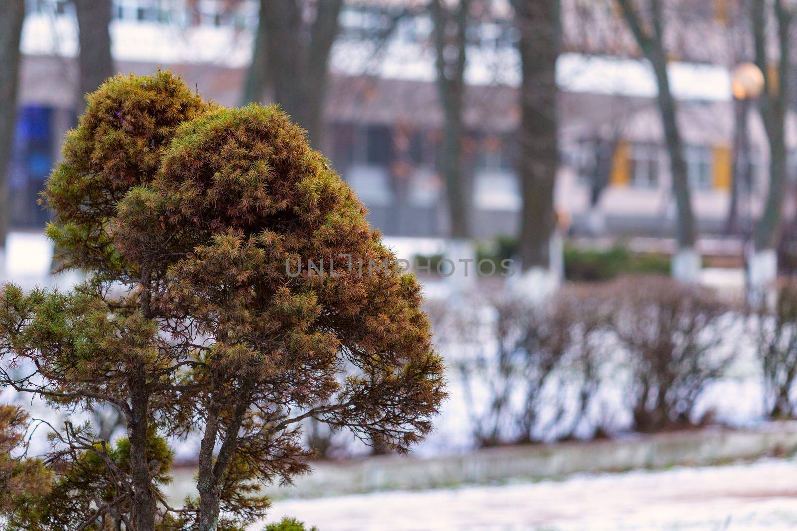 Coniferous bush on a blurred background of the park and building by clusterx