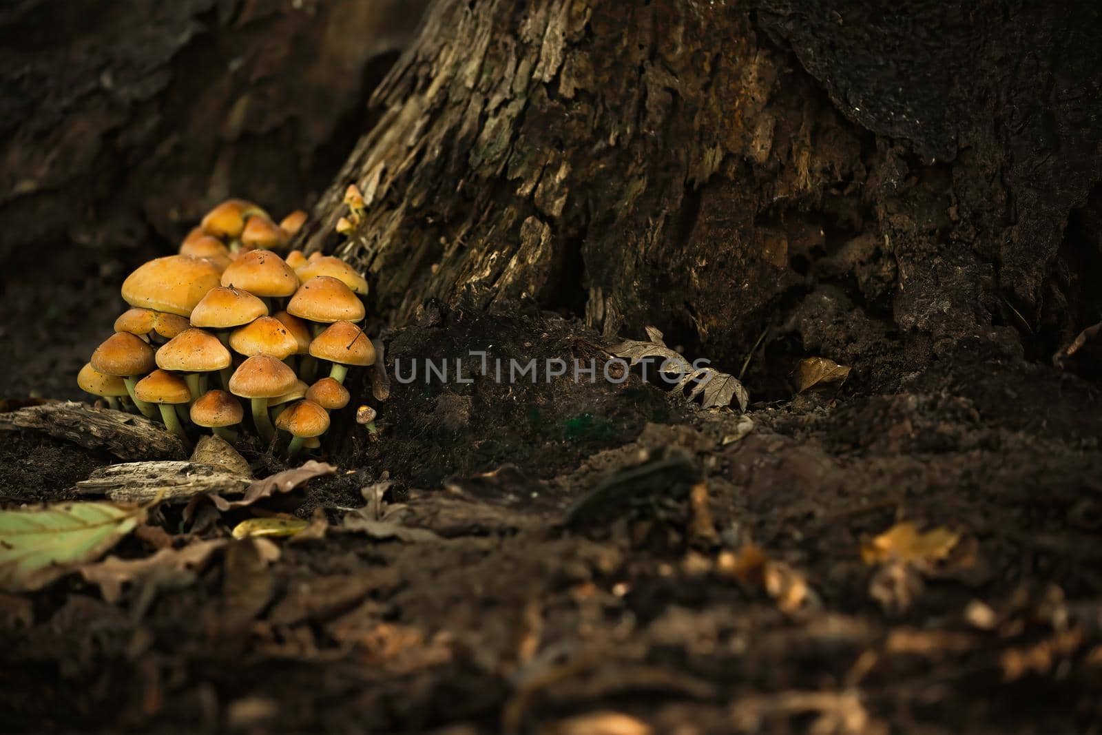 Inedible poisonous mushrooms in the forest near the trunk of an old dead tree. A picture in a mystical mood