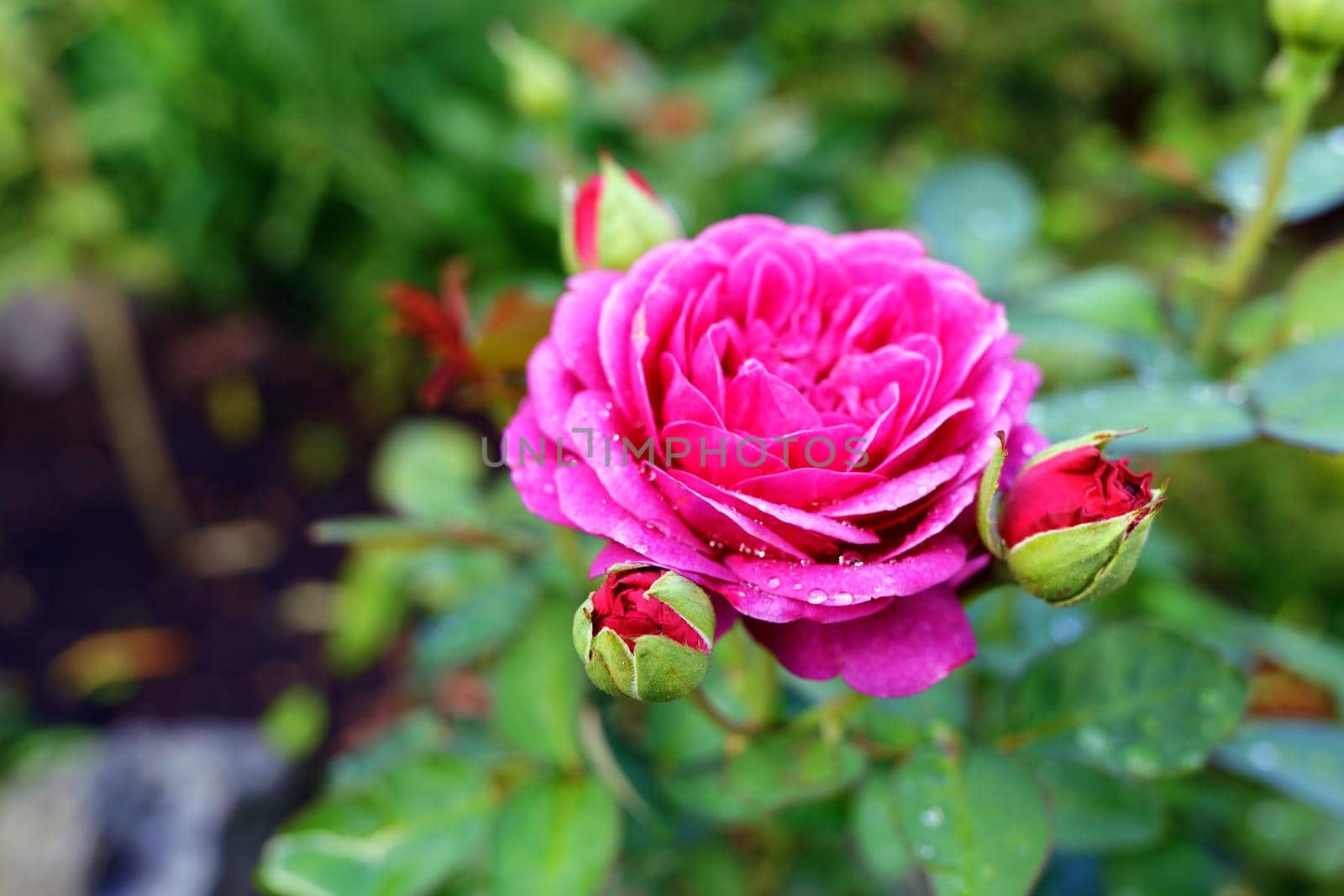 Pink rose with bud in natural green environment outdoors. by clusterx