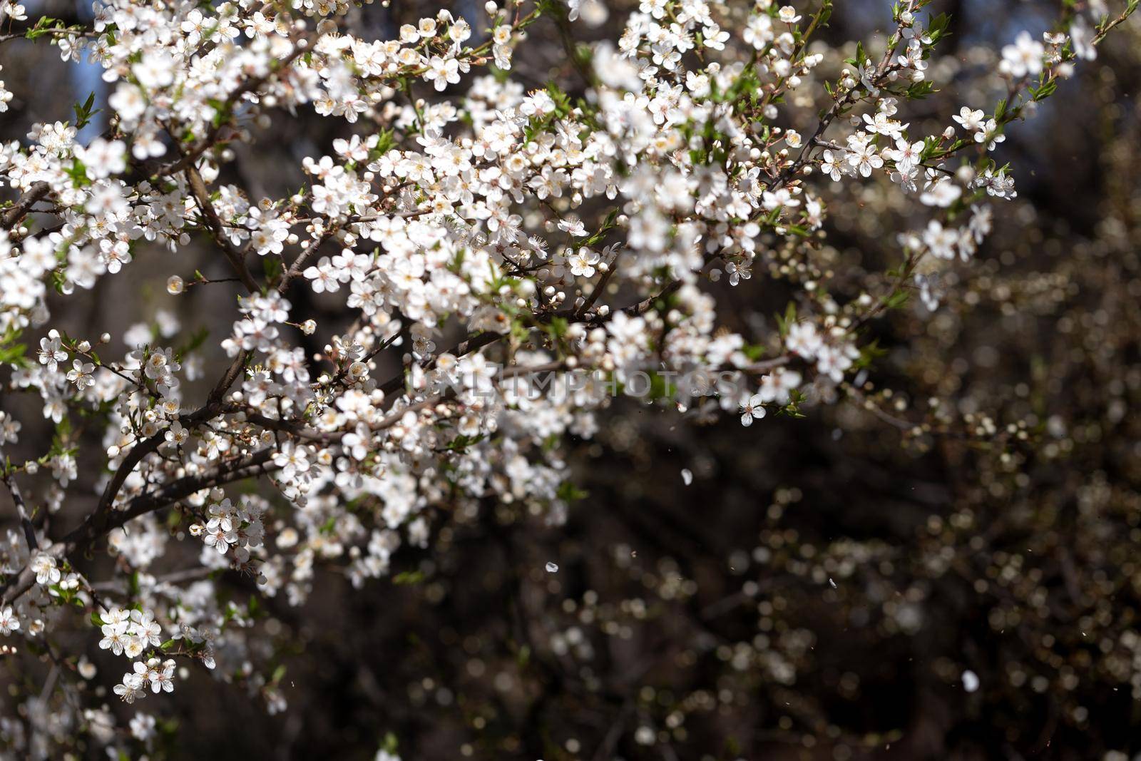 Blooming cherry plum on a sunny day by clusterx