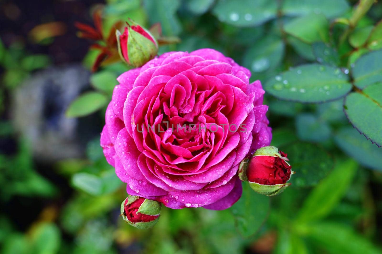 Pink garden rose with bud in natural green environment outdoors. Close-up view