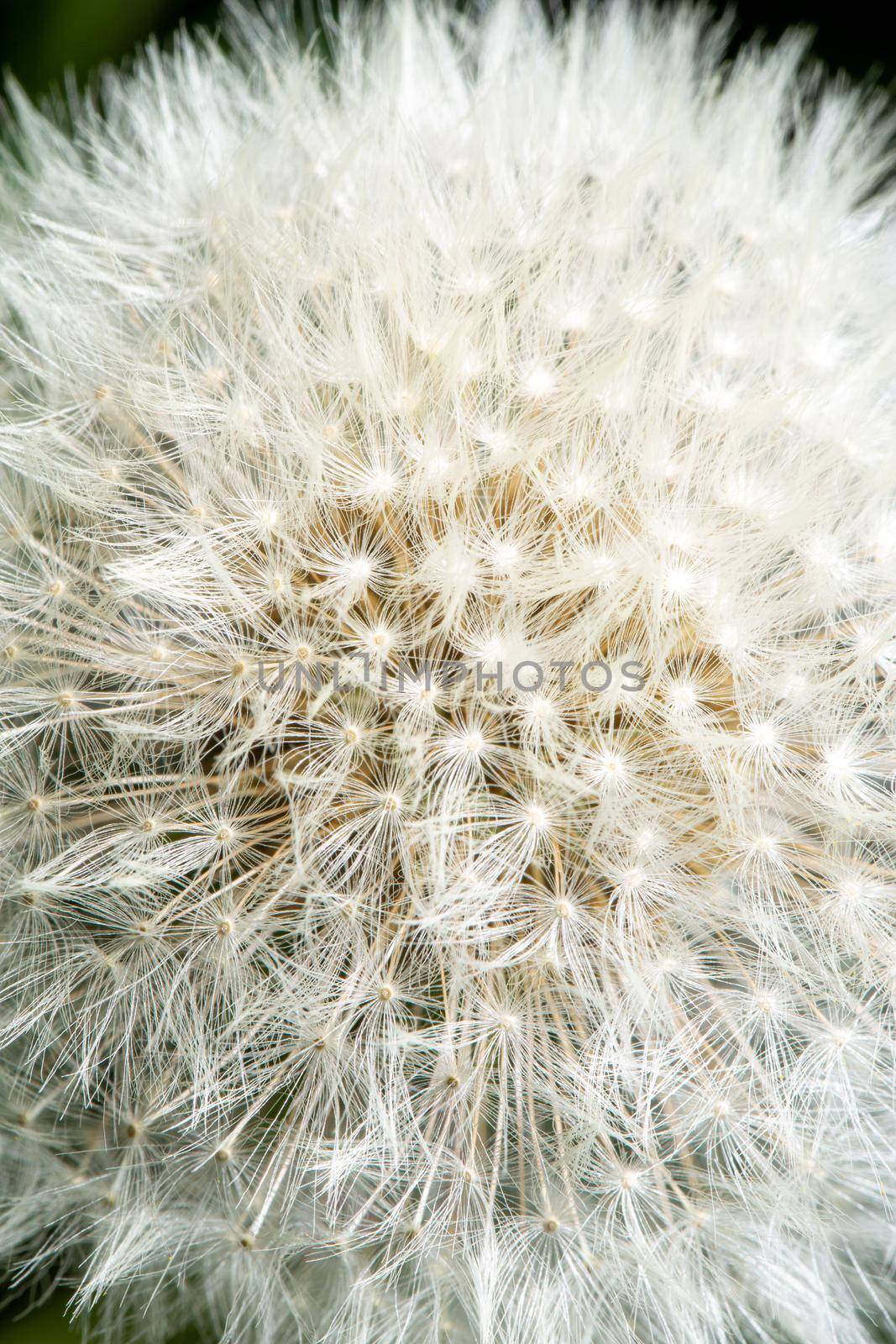 Fluffy white flower head of dandelion texture. Close-up view