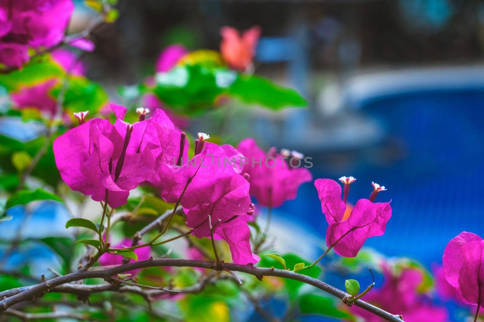 Beautiful purple wild exotic flowers in the territory of the house at the swimming pool