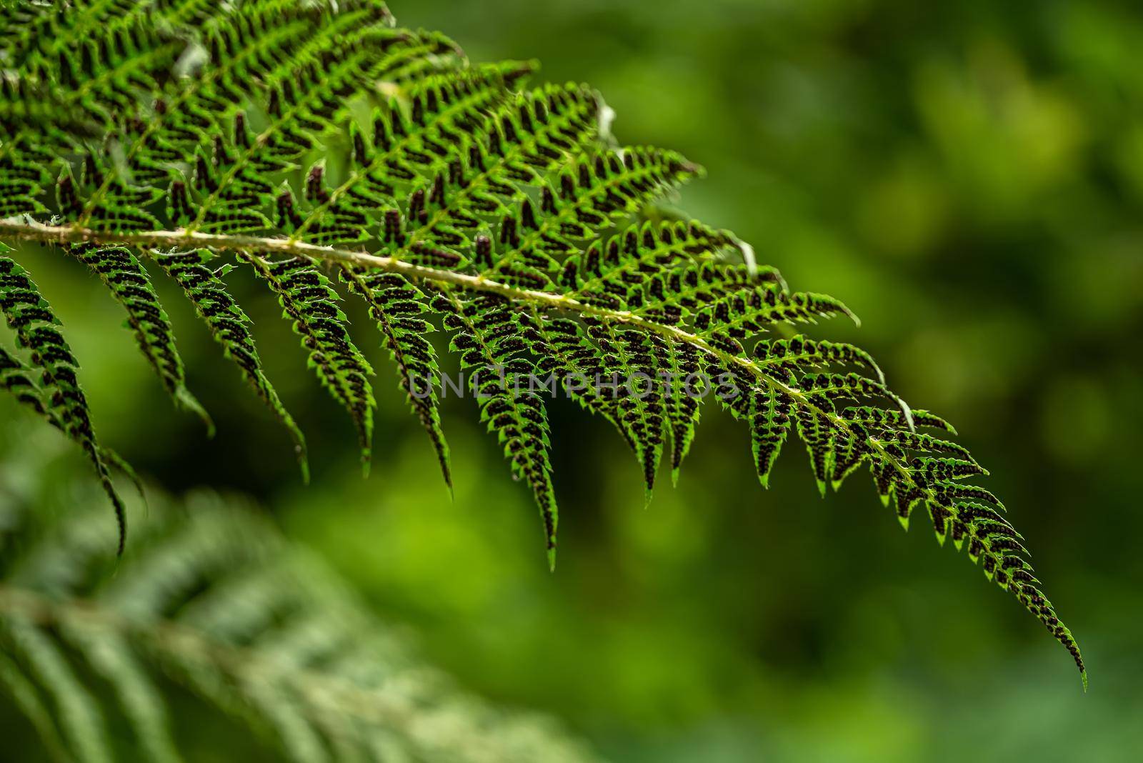 Leave of a fern in the summer green forest by Estival