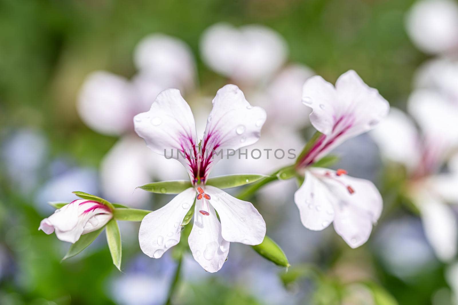 Macro photo of small white lobelia flower in spring garden