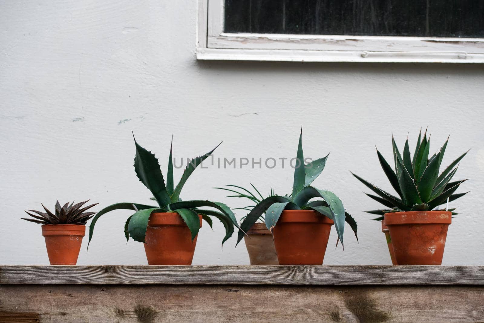Plants in the clay pots outdoor on a background of white wall