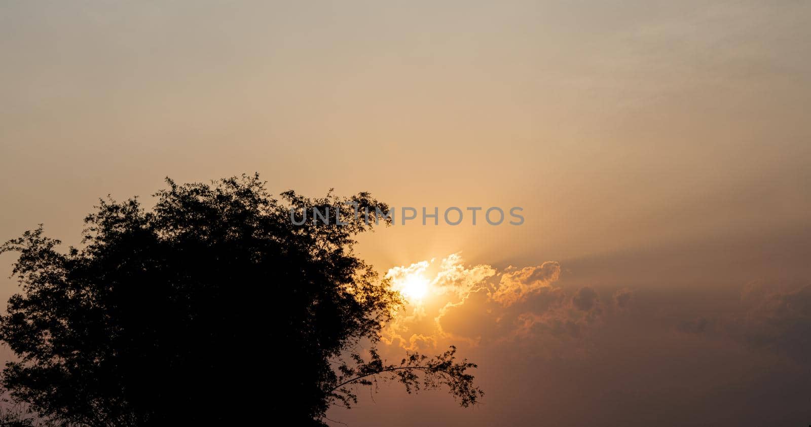 Abstract scenery sunset with silhouette of trees for nature background