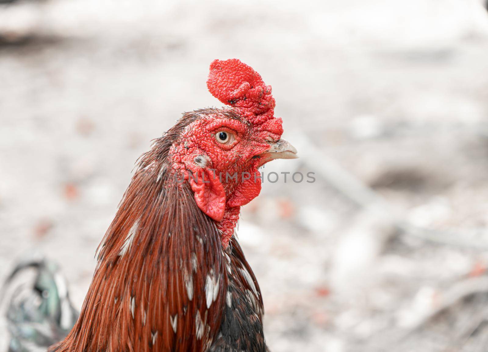 Close up chicken face on nature background