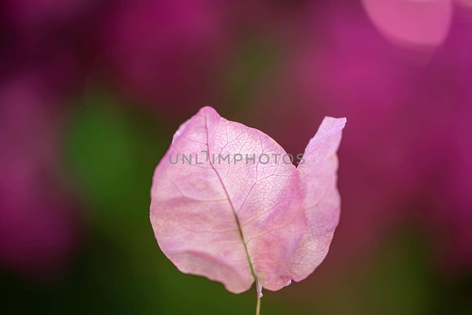 Beautiful purple wild exotic flower of Bougainvillea on the bokeh purple and green background