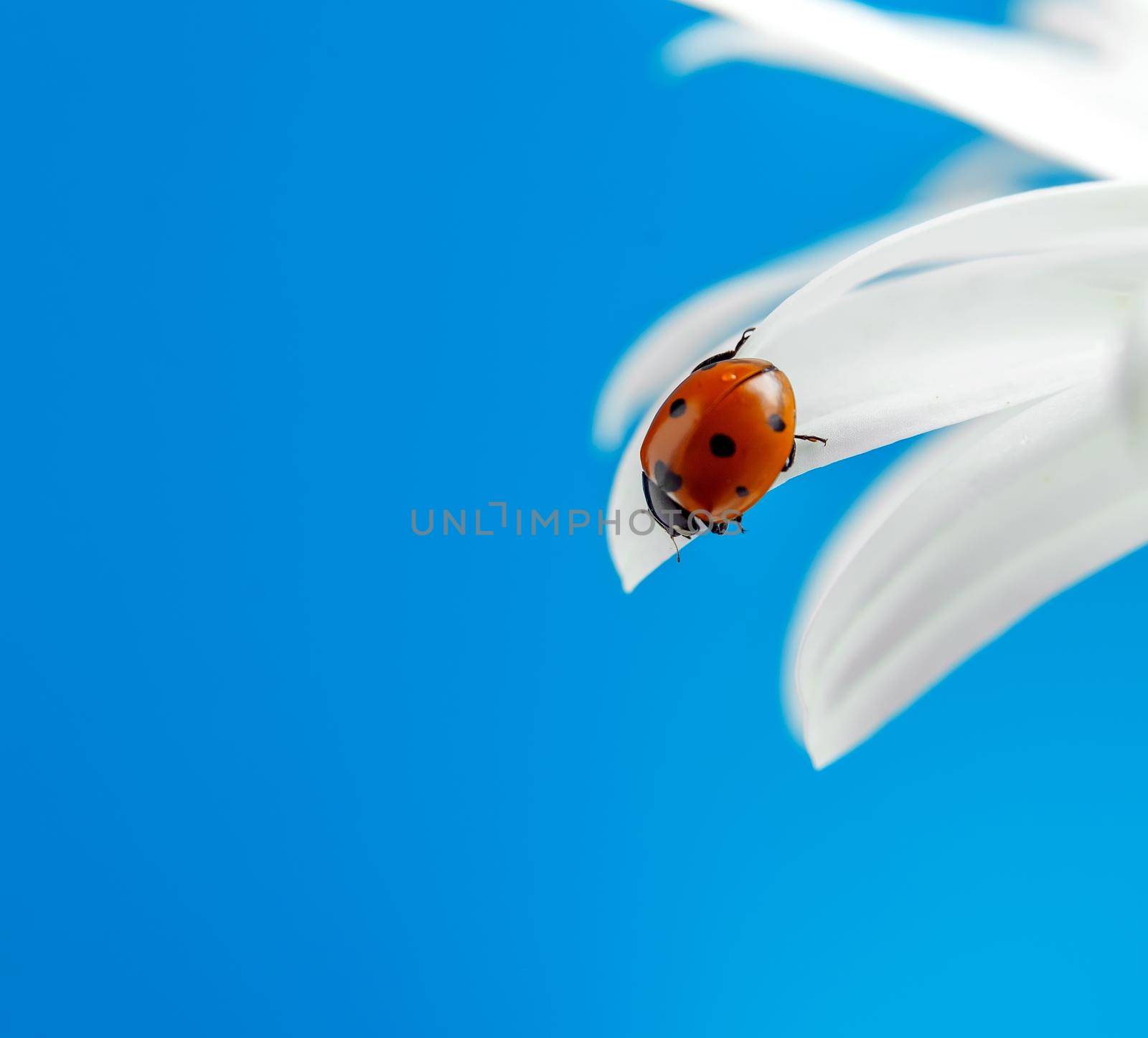 Ladybug on white flower petal on blue background. Selective focus