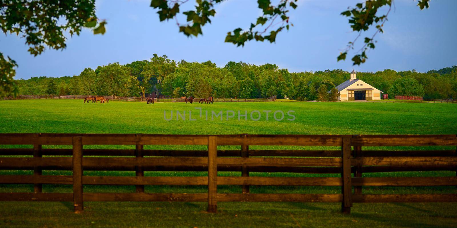 Thoroughbred horses grazing in a field with horse barn.
