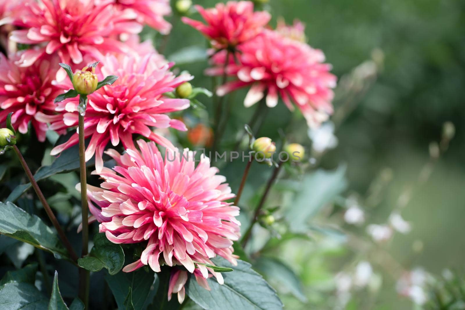 Pink red chrysanthemum flowers close up photo by Estival