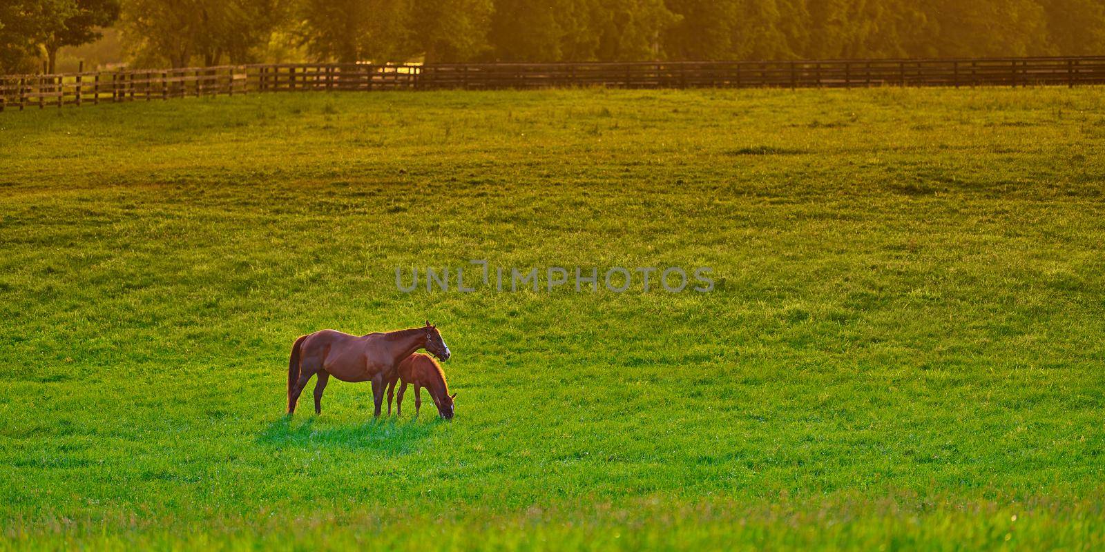 Mare and foal grazing on fresh green grass at sunset.