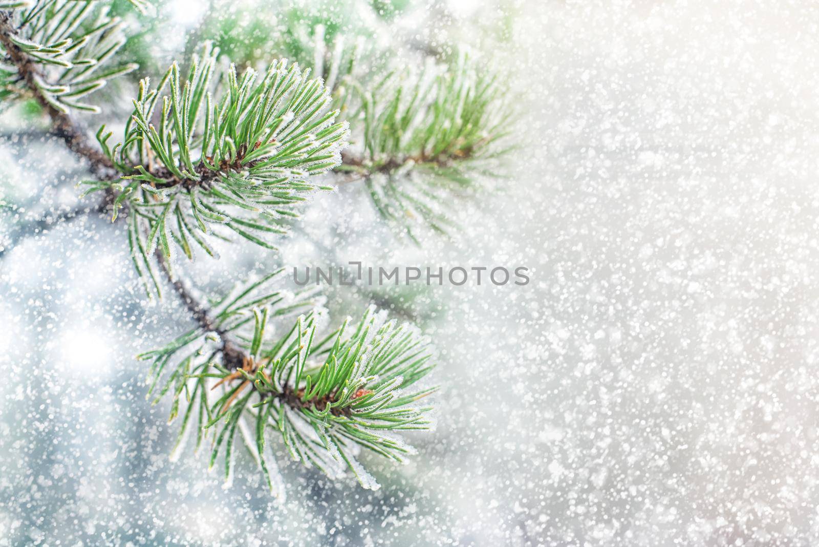 Pine branches in hoarfrost yearly winter snowy day by Estival