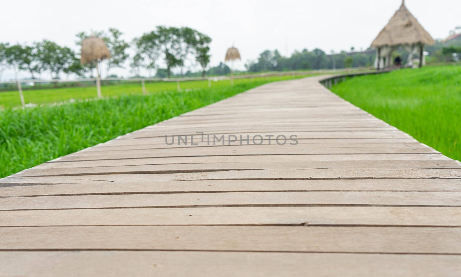 A wooden bridge in a rice field by Buttus_casso
