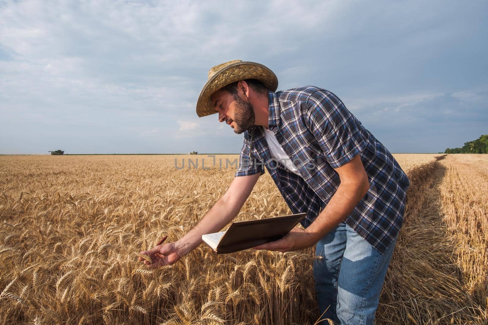 Agronomist is examining grain crops while harvesting is taking place.