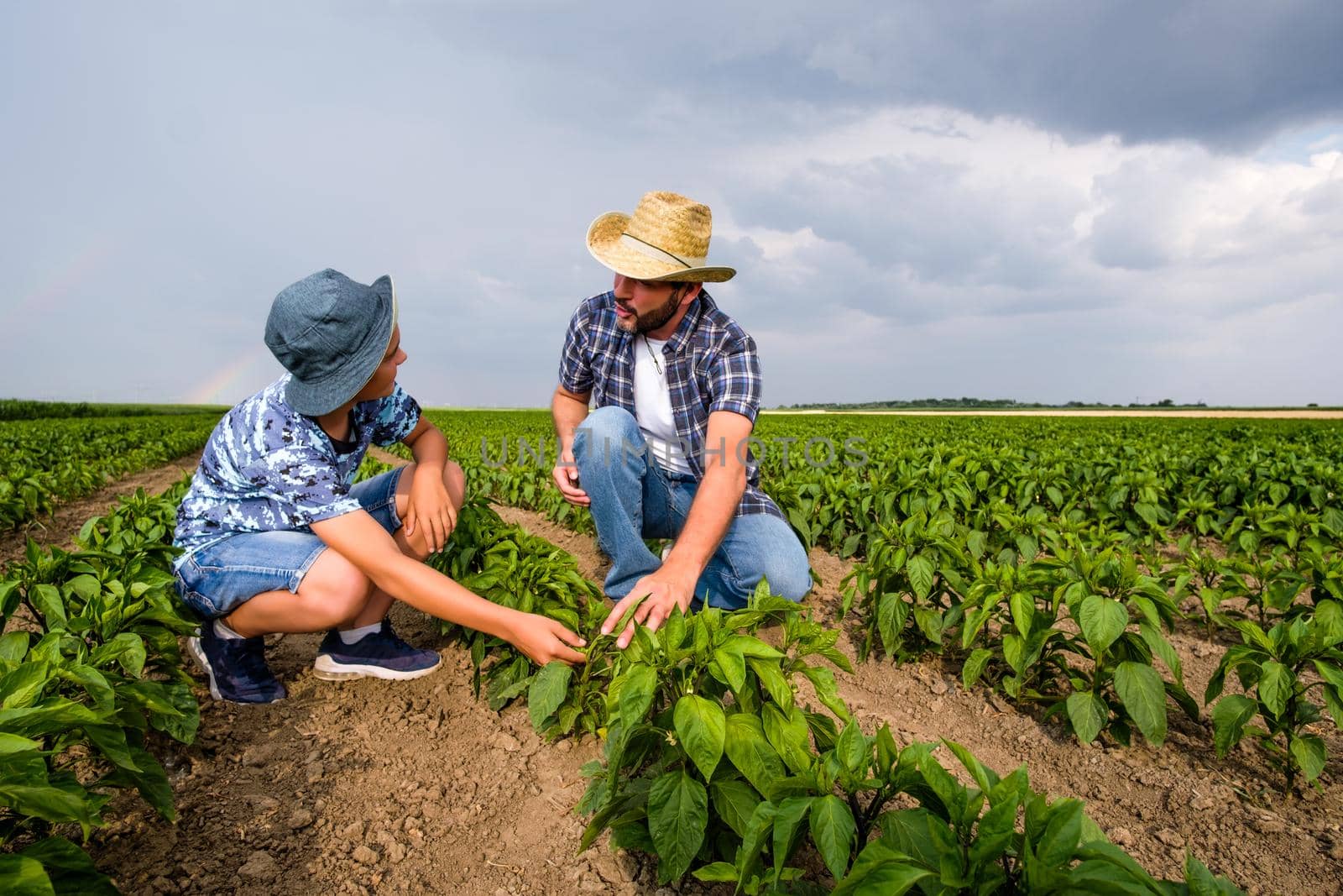 Father is teaching his son about cultivating chili. Chili plantation successfully sown. Farmers in agricultural field.